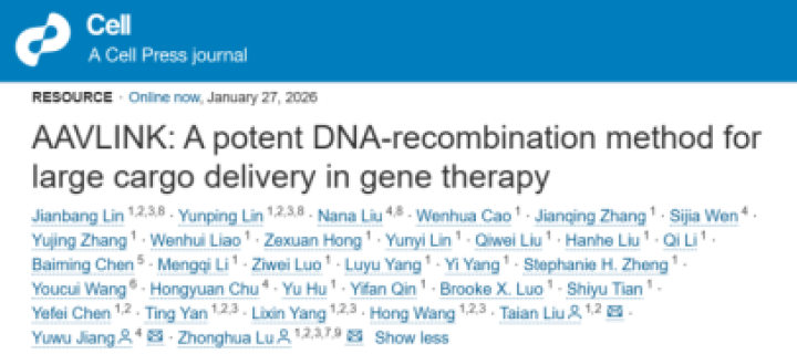 Cell | 深港脑院路中华团队突破AAV大载荷高效递送技术，开启大片段基因治疗新篇章
