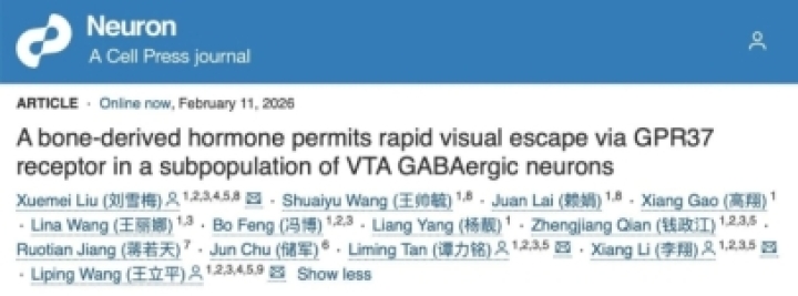 Neuron丨深港脑院王立平等团队发现骨源性激素—骨钙素作用经典奖赏中枢VTA启动逃跑反应（段树民/何舜平/蒋青点评）